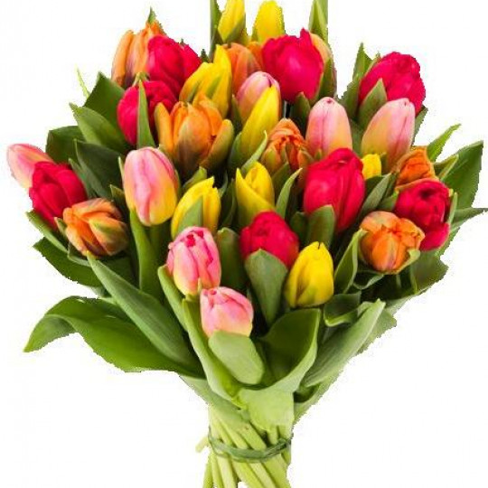 25 Mixed color Tulips