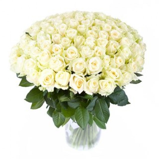 101 white rose 50 cm