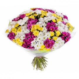 White, yellow and purple chrysanthemums (35 pcs)