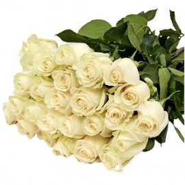 25 baltas rozes 50 cm