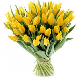 Tulpes (izvēlies skaitu)