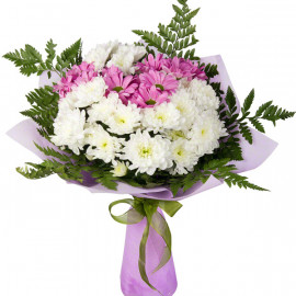 Белые и фиолетовые хризантемы