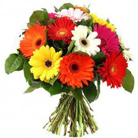 15 Dažādu krāsu gerberas