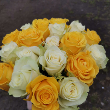 Yellow and white roses 40 cm. Changeable amount of rose in bouquet