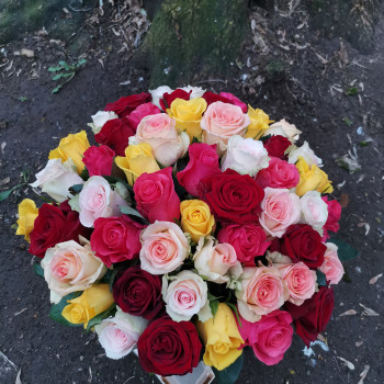51 dažādu krāsu roze 40 cm