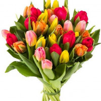 25 Mixed color Tulips