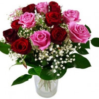 Red and pink roses 40 cm with gypsophila