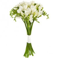 Freesias (select number)